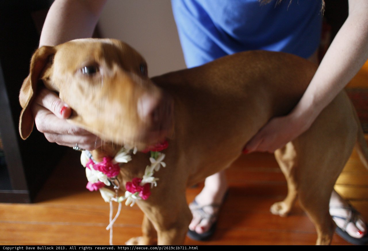 Flower Power Pooch