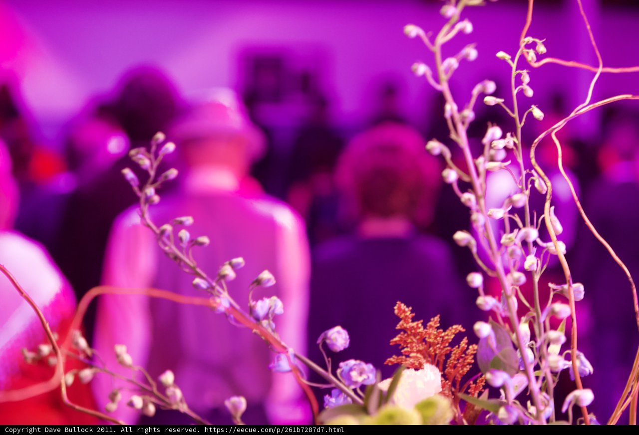 Purple Blooms in the Wedding Room