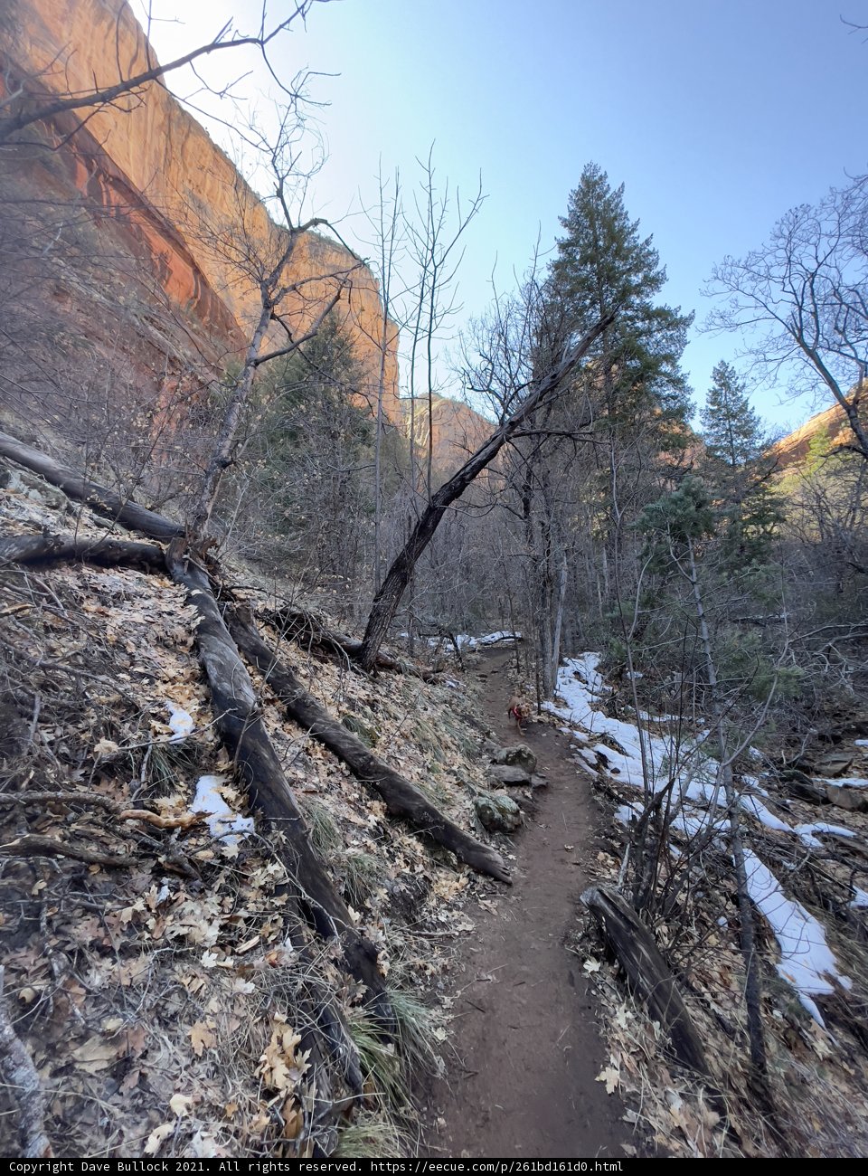 Trekking Through the Majestic Wilds of Coconino National Forest