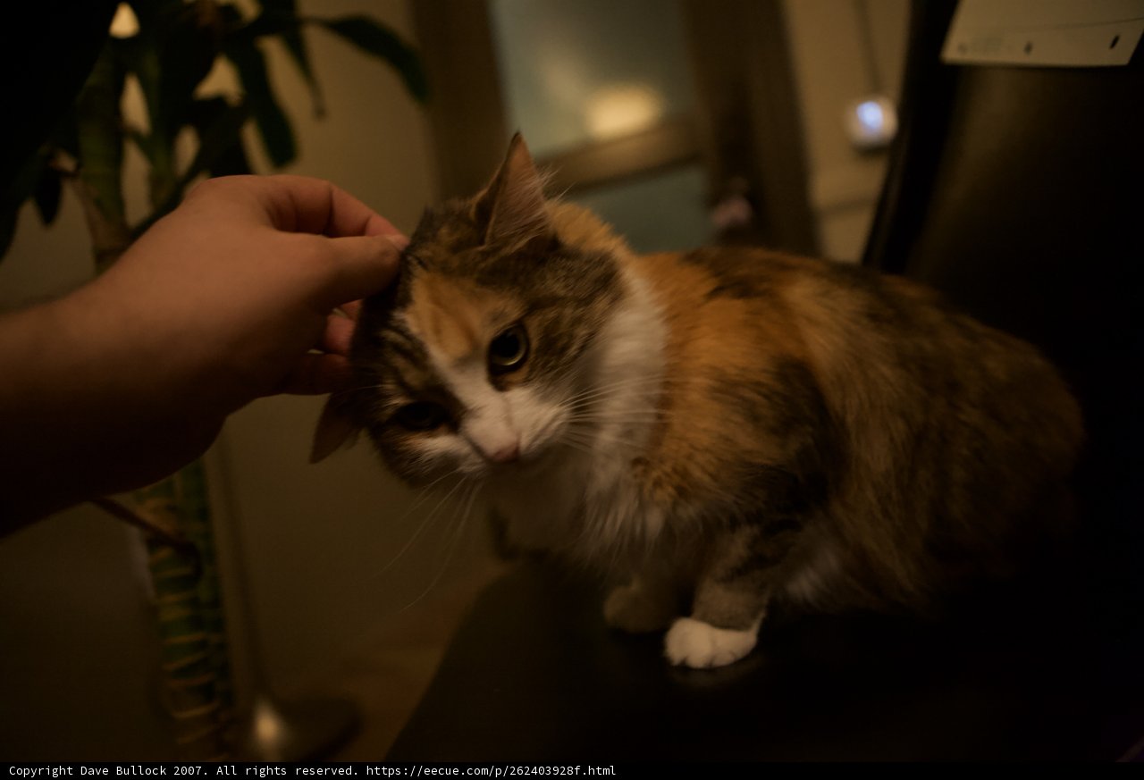 A Feline Companion