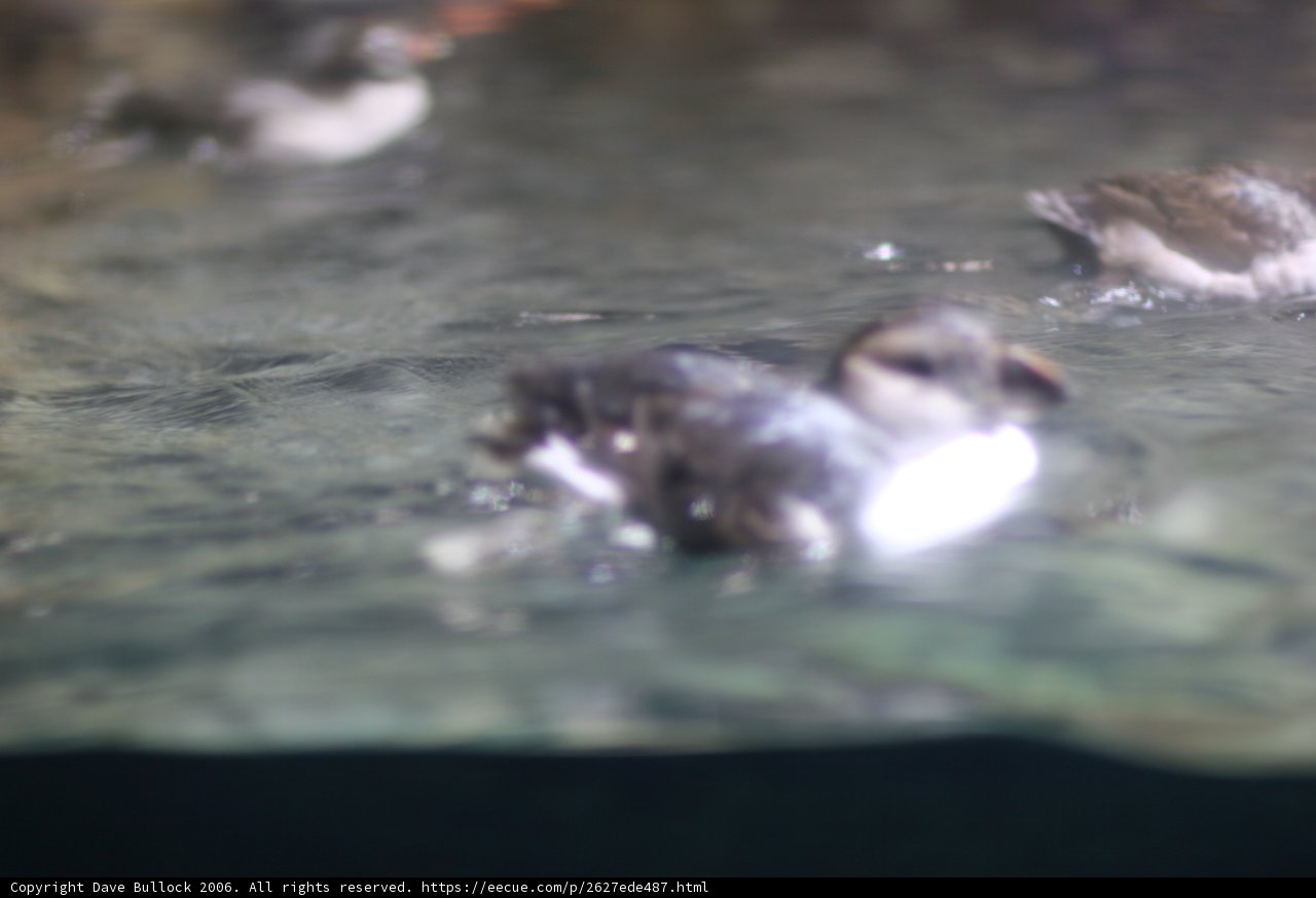 Flock of Feathery Swimmers