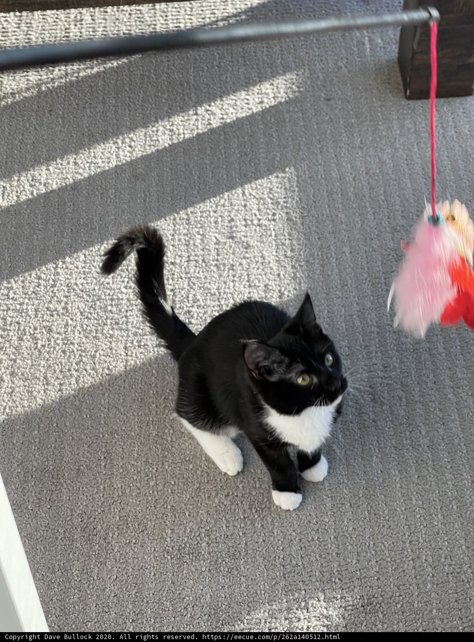 Feline Fun in San Fran