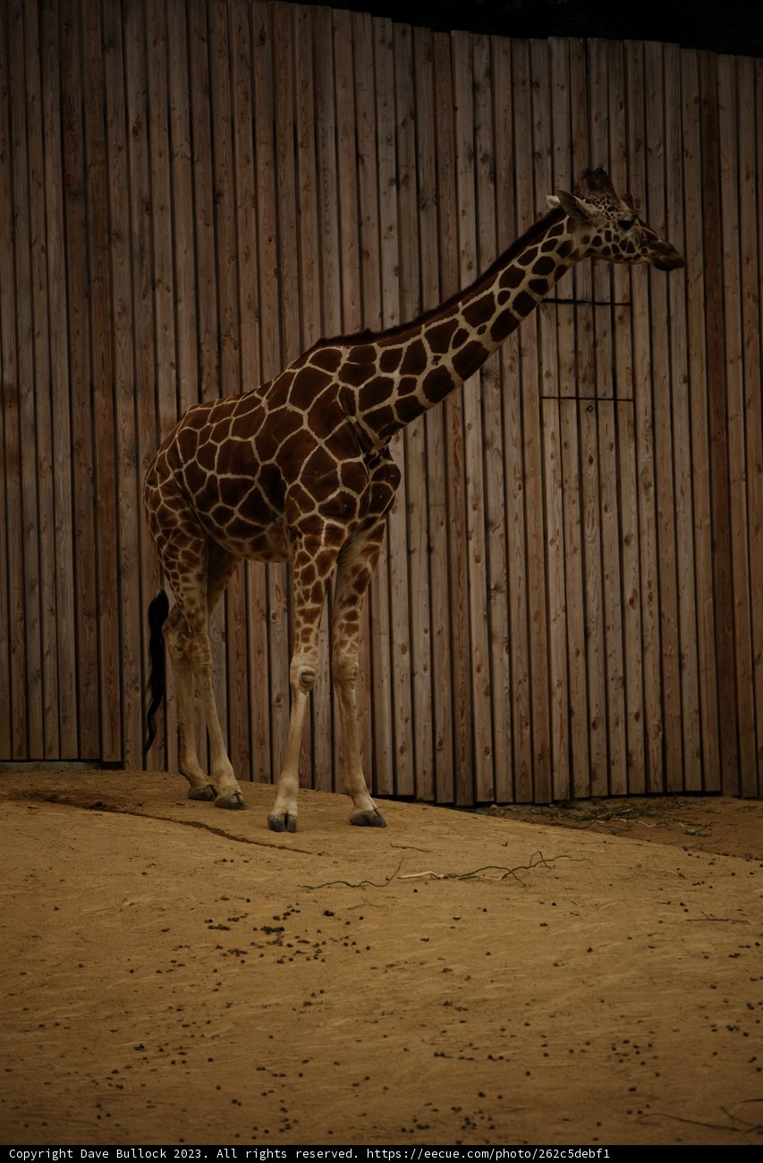 Majestic Giraffe in Oakland
