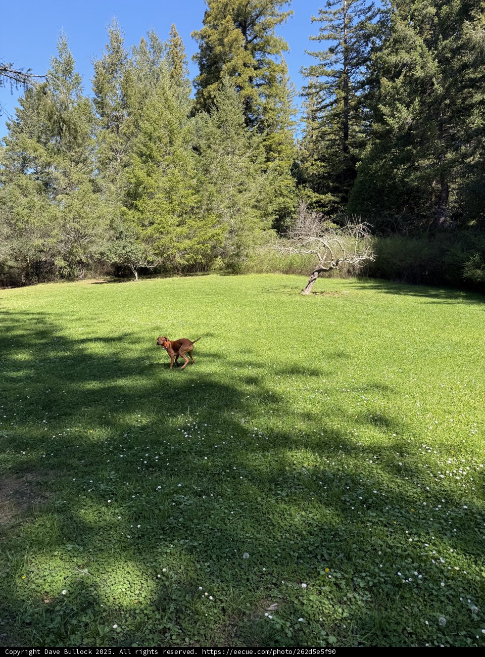 Joyful Sprint in a Verdant Haven