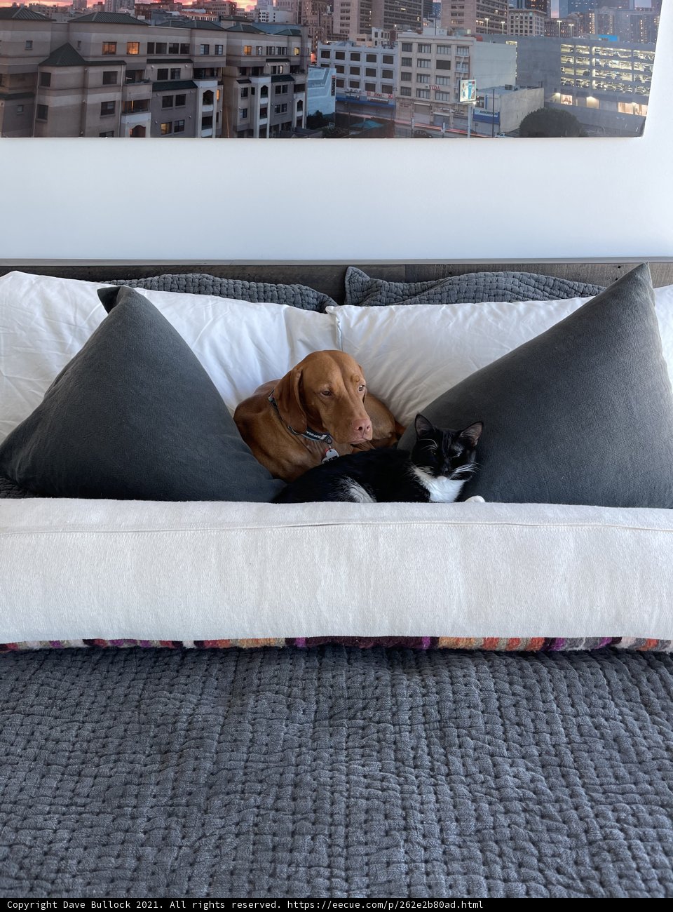 Furry Friends Take Over the Bed