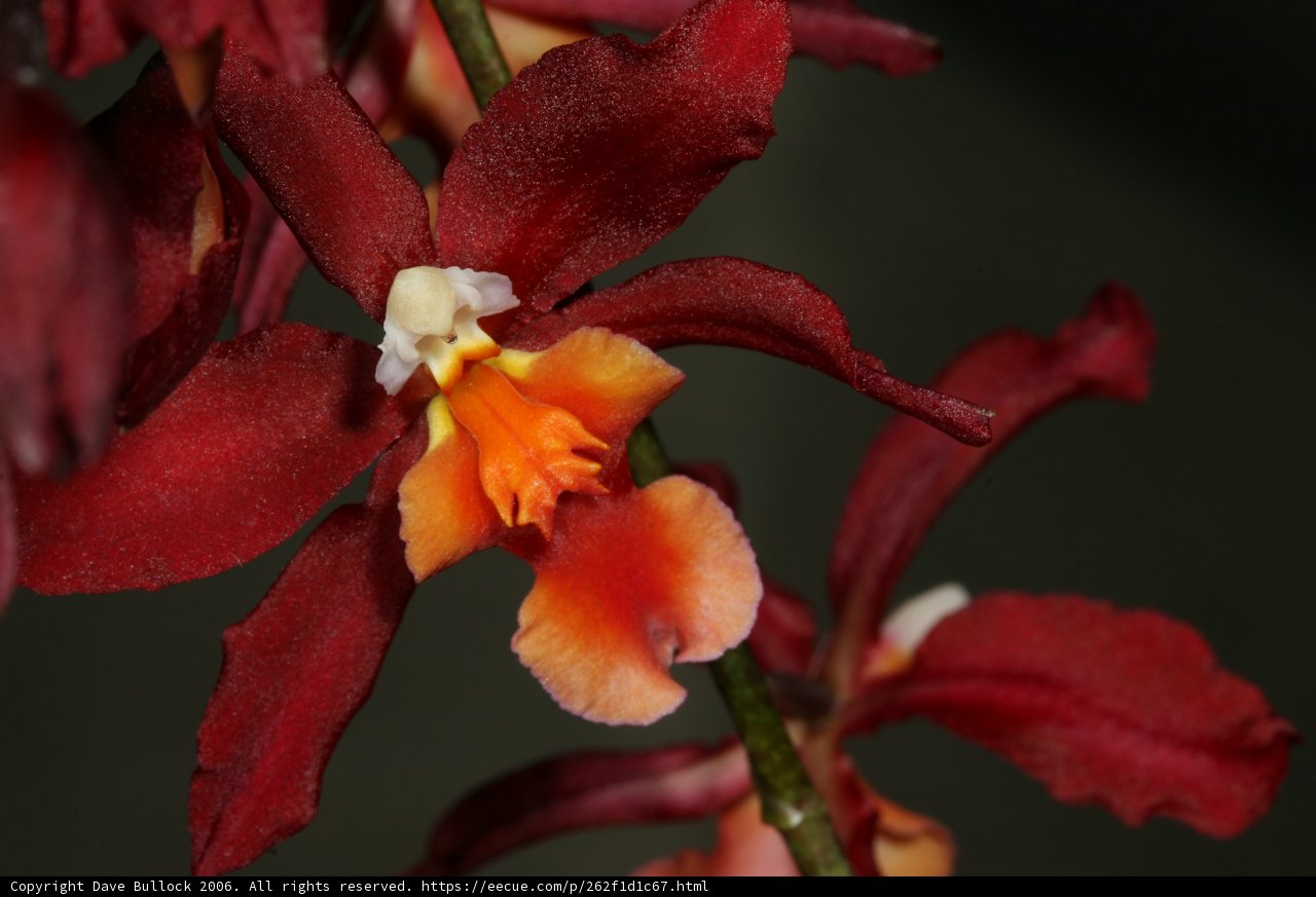 Fiery Blossoms