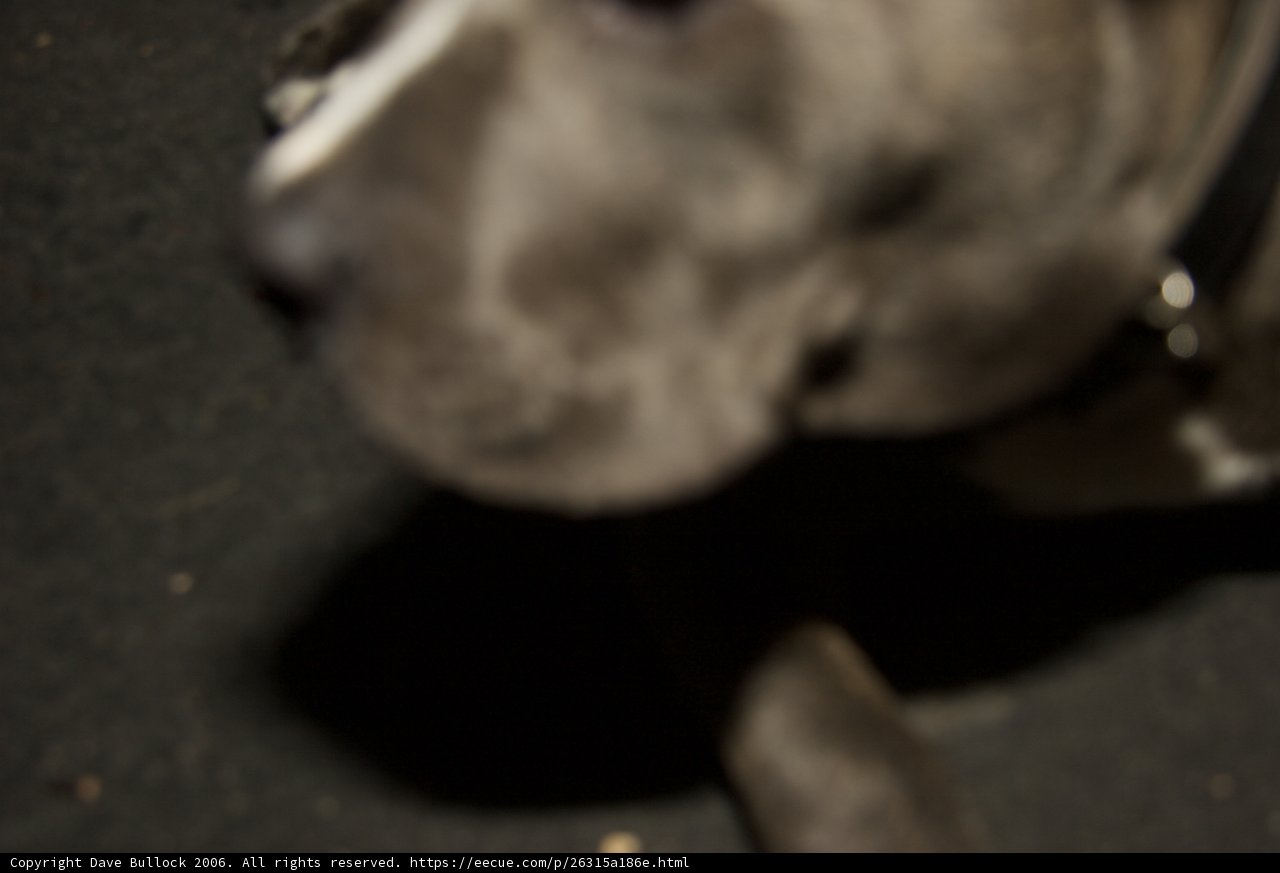 Man's Best Friend