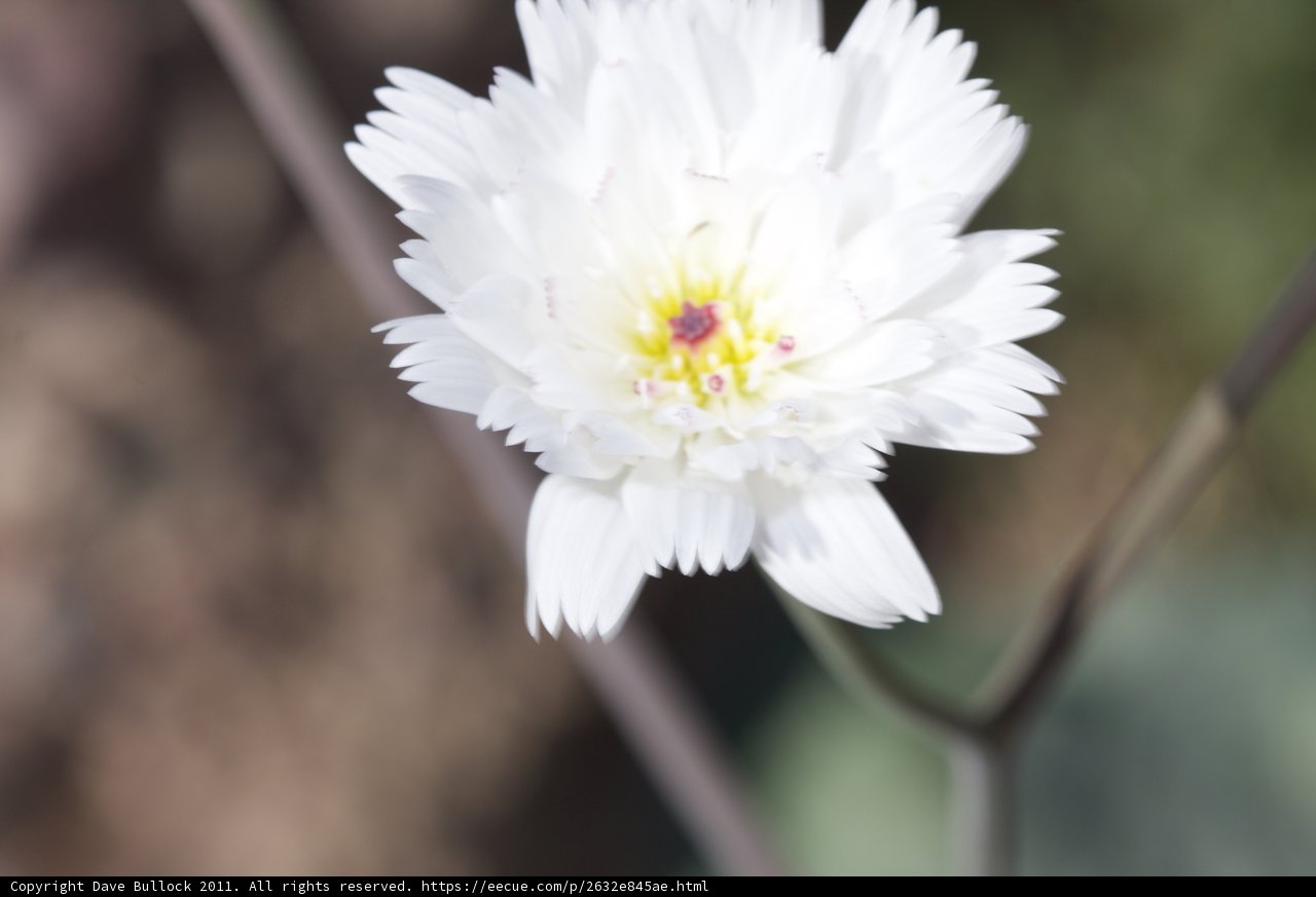 White Daisy with Yellow Center