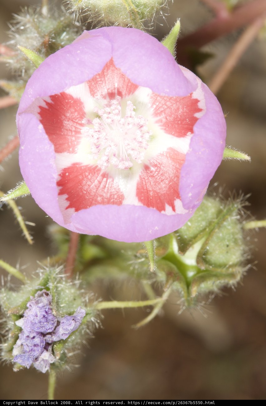Pink Geranium Blossom