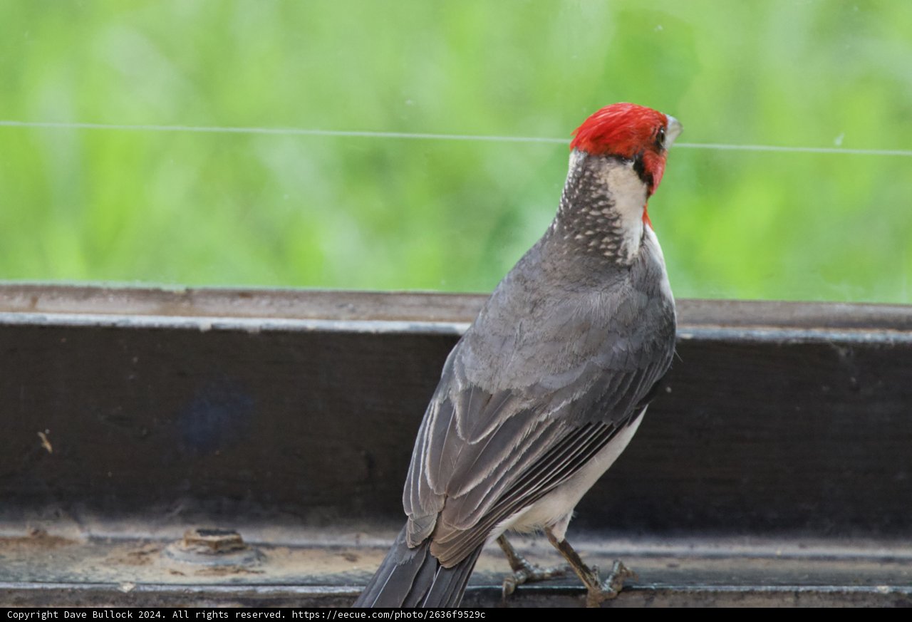 Regal Presence: The Finch at Honolulu Zoo