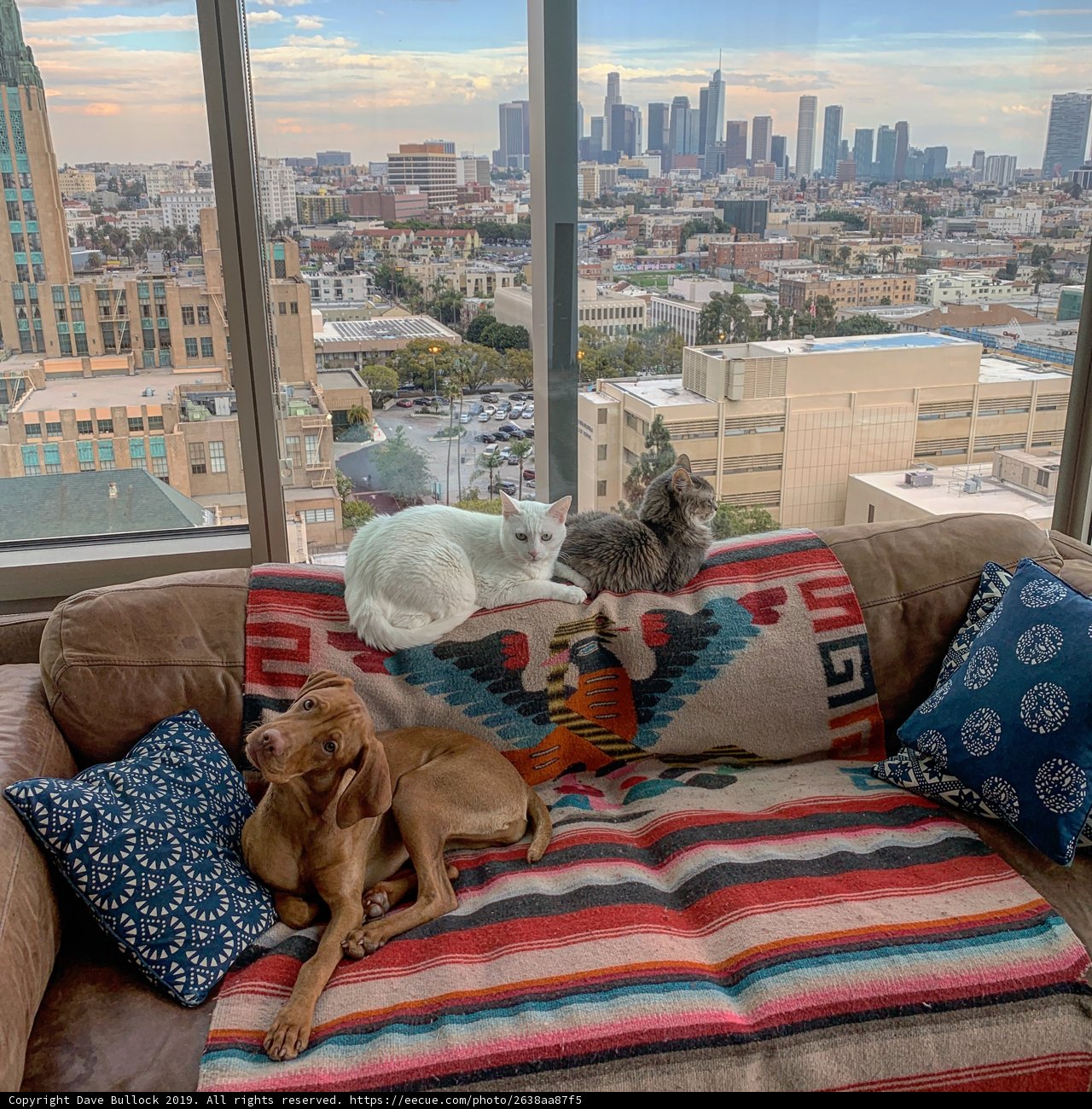 Furry Friends on the Cityscape Couch
