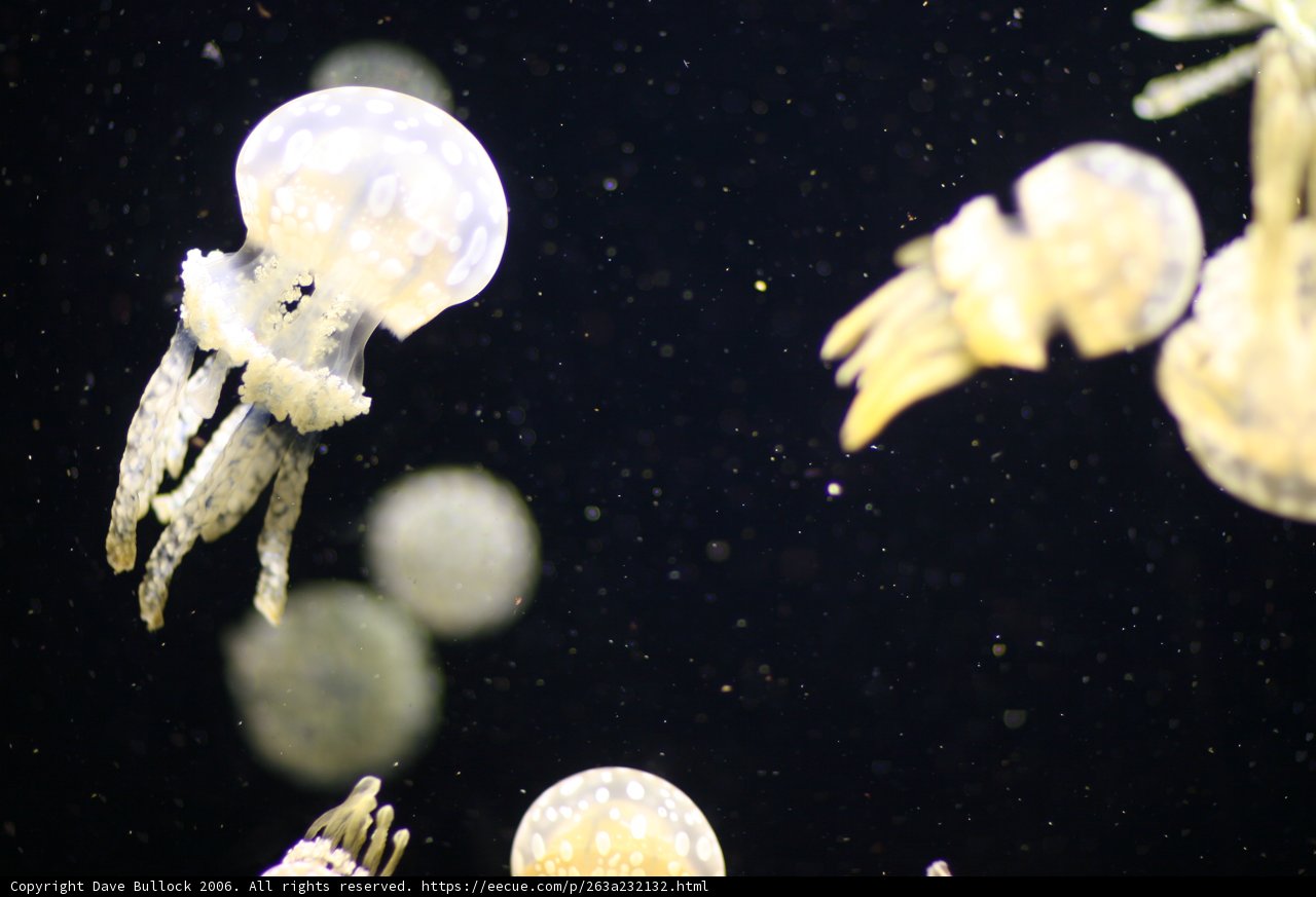 The Magnificence of Jellyfish Captured in an Aquarium