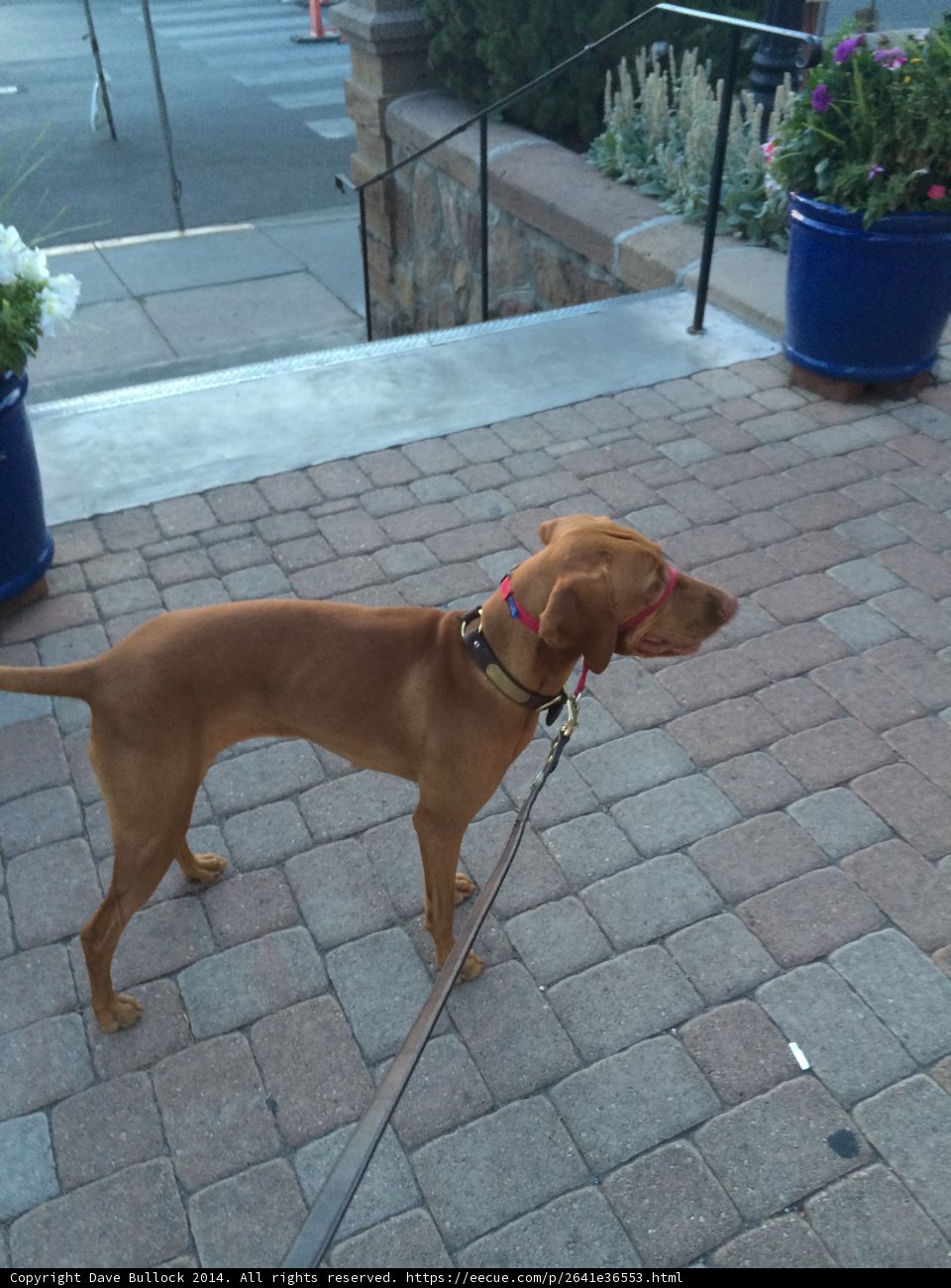 A Majestic Pooch on a Santa Fe Path