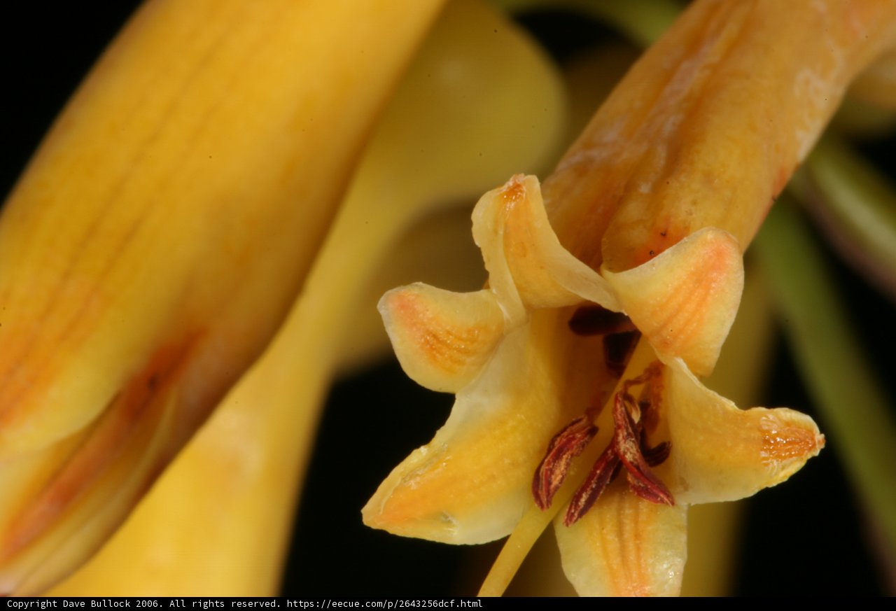 Radiant Yellow Flower with a Red Center