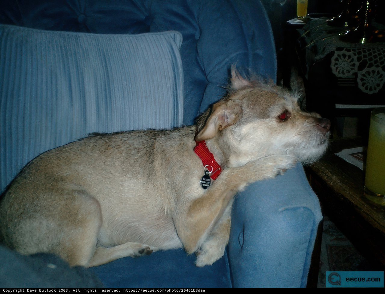 Comfy Canine on a Blue Chair