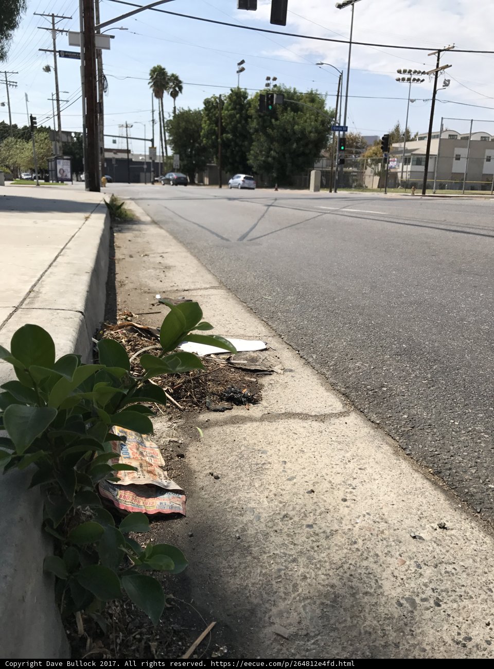 Nature's Resilience: A Plant Thrives on a Busy Sidewalk