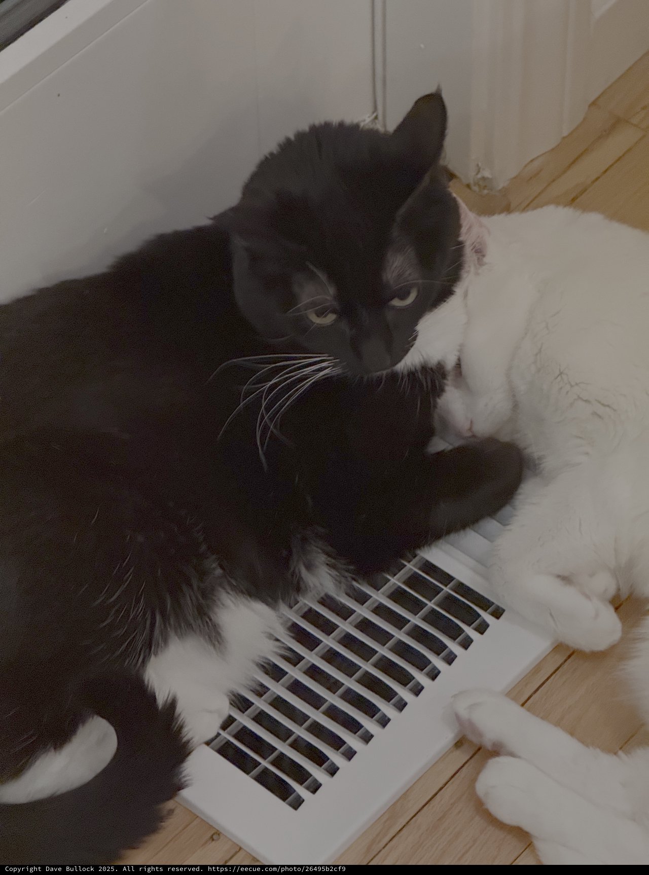 Two Kittens Warming by Heater Vent