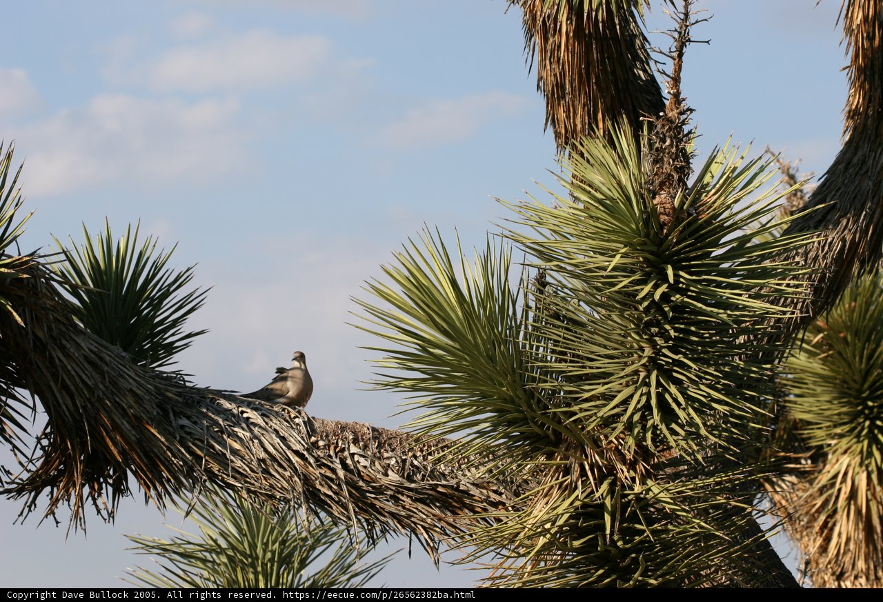 Perched Peep
