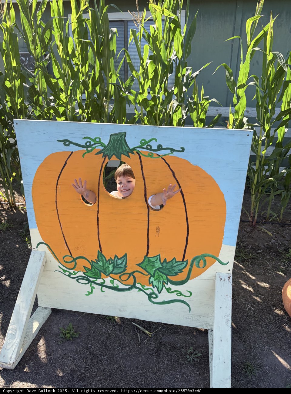 Pumpkin Patch Playtime