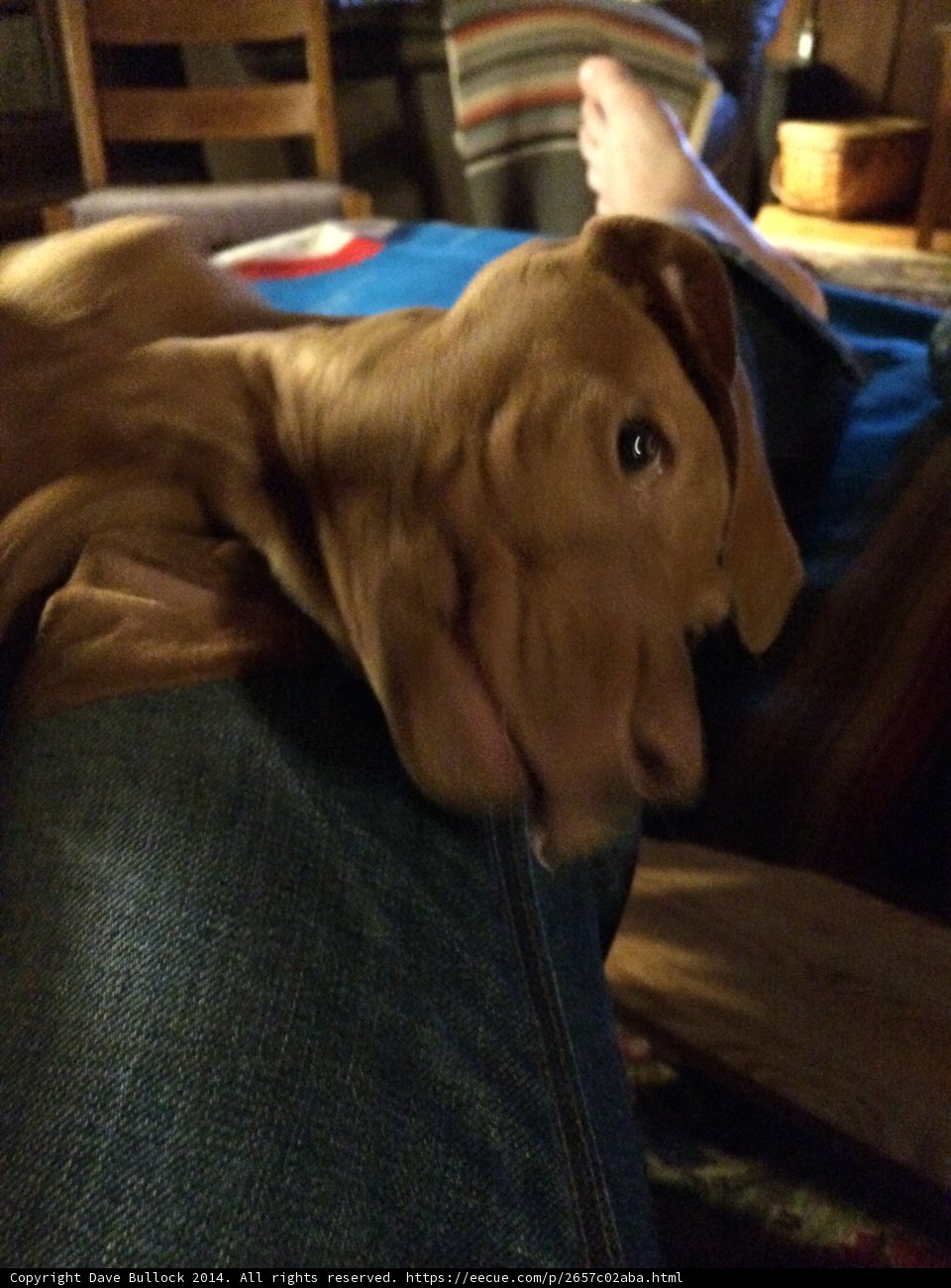 Comfy Couch Companion