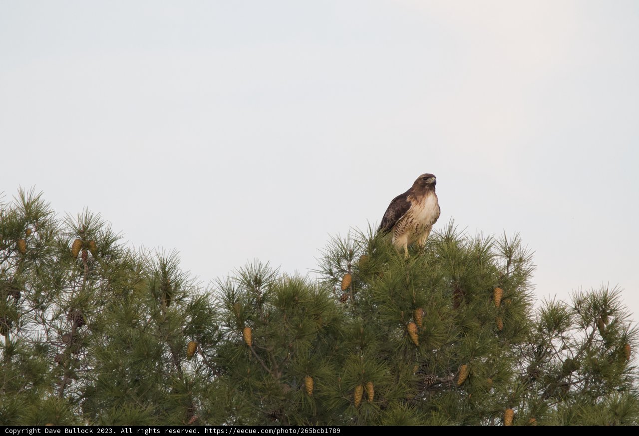The Majestic Perch: A Hawk atop a Pine Tree