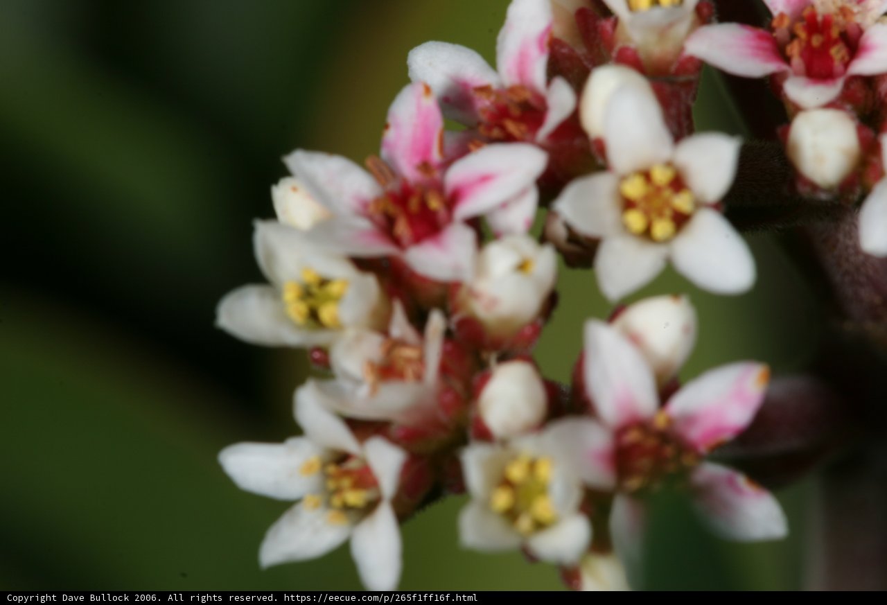 Delicate Beauty