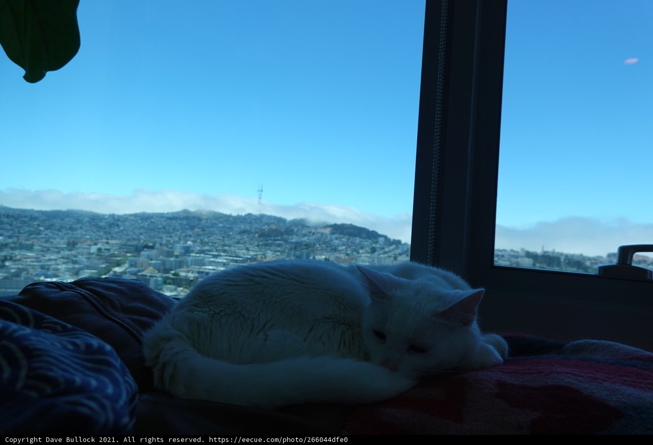 City Kitty