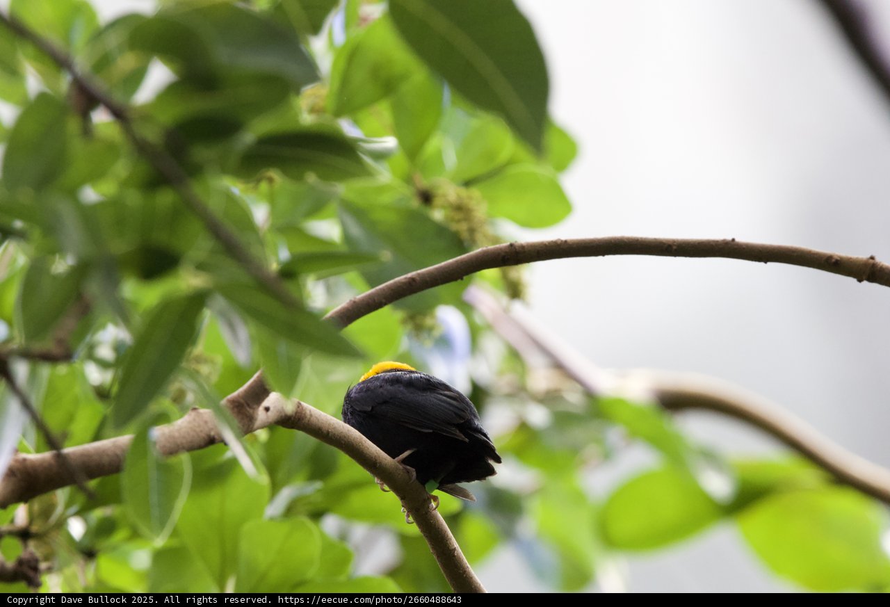Hidden Perch