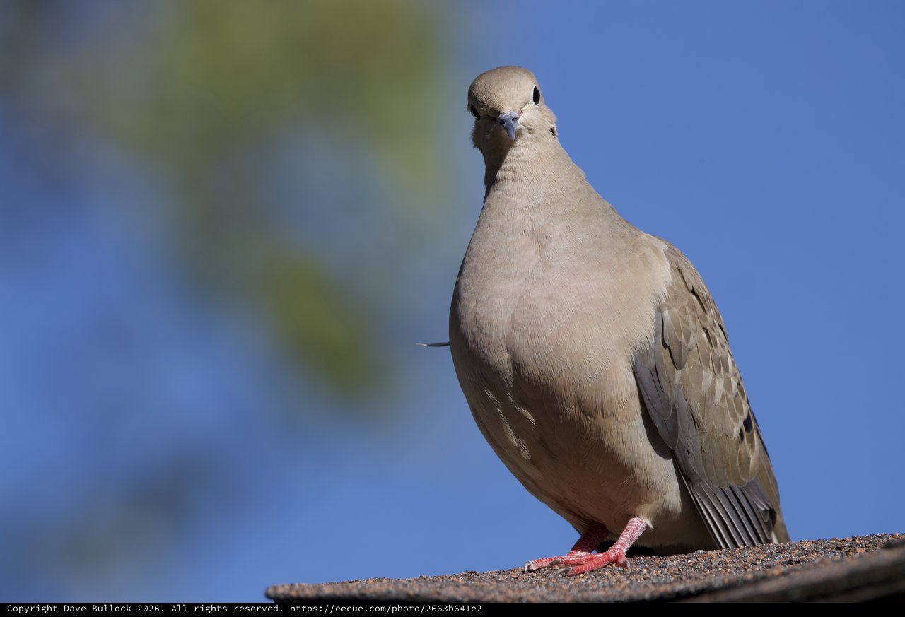 Eurasian Collared-Dove Close-Up Portrait on Rooftop