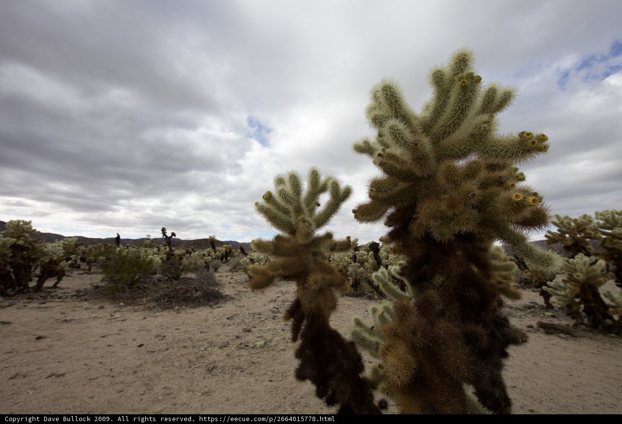 Beauty in the Desert