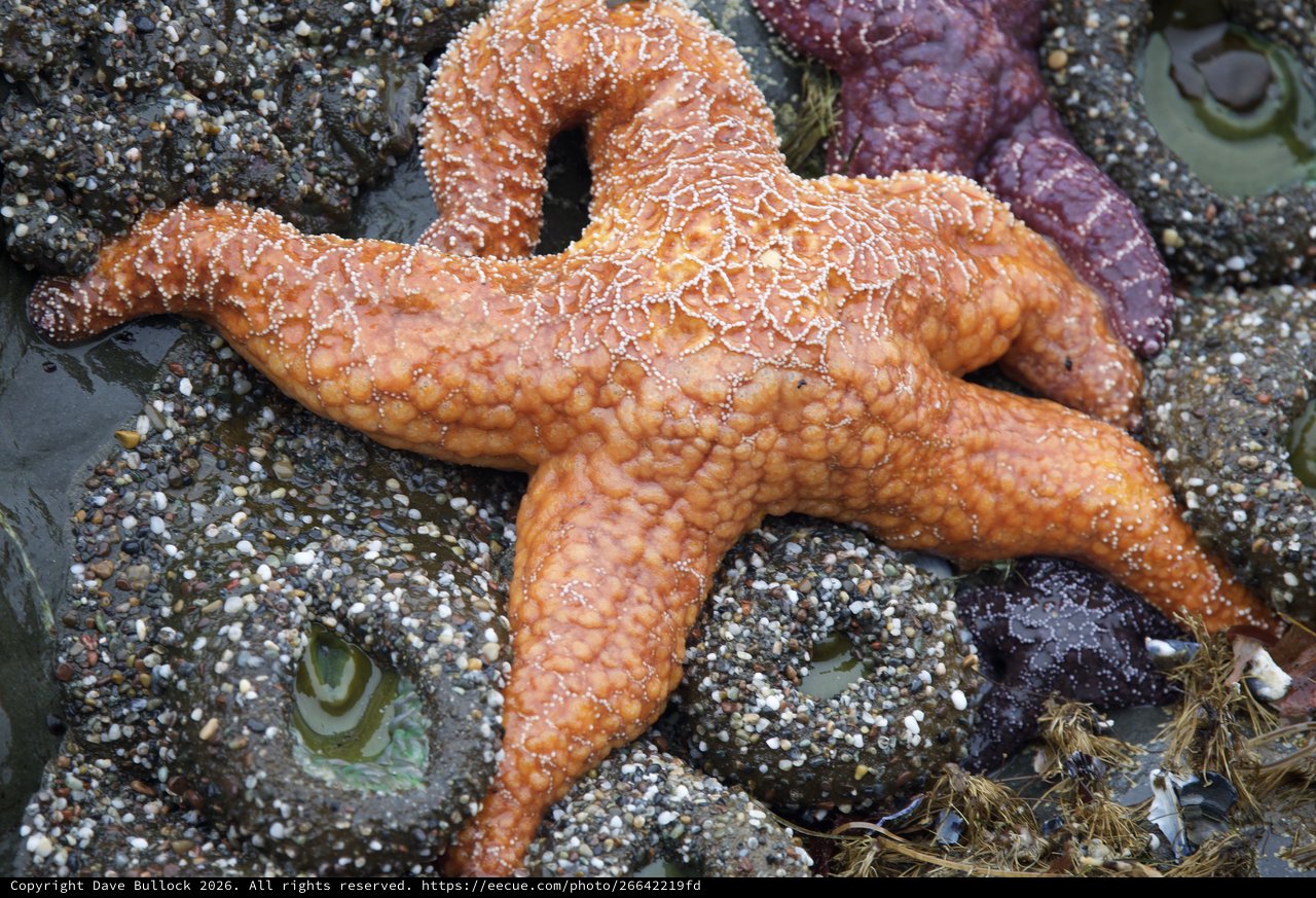 Vibrant Ochre Sea Stars in Pacific Tidal Pool