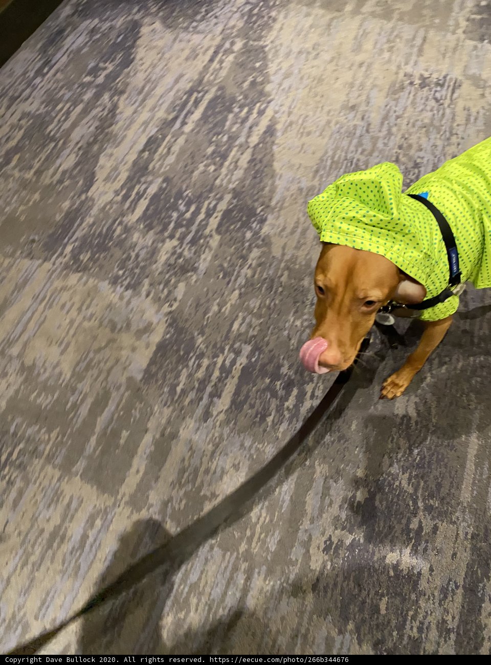 Green Shirted Pup