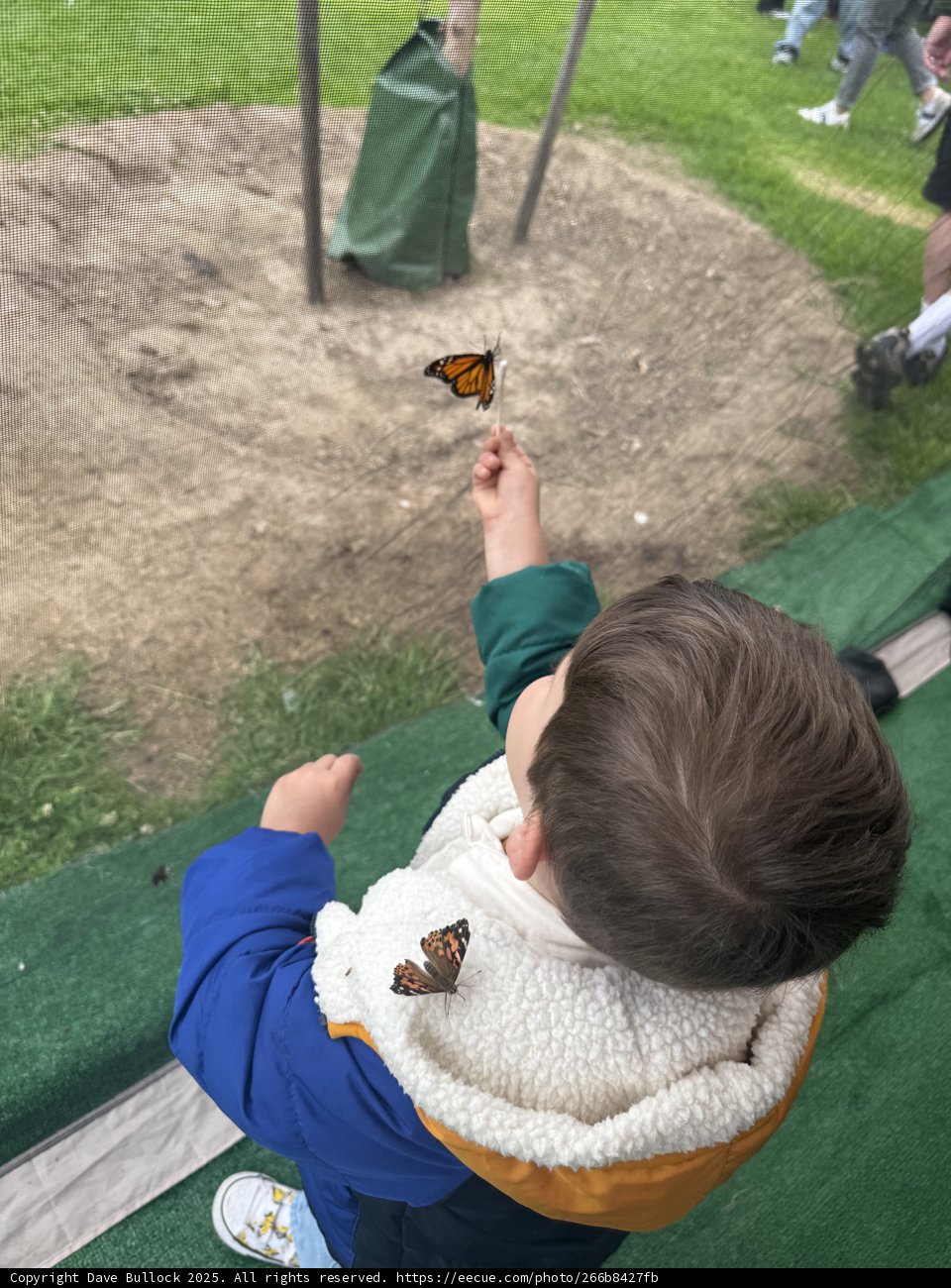 Winged Wonders in Plaza Park