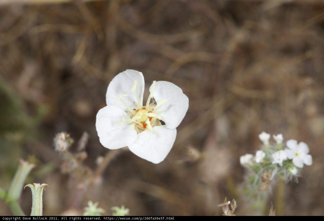 Serenity in the arid wilderness