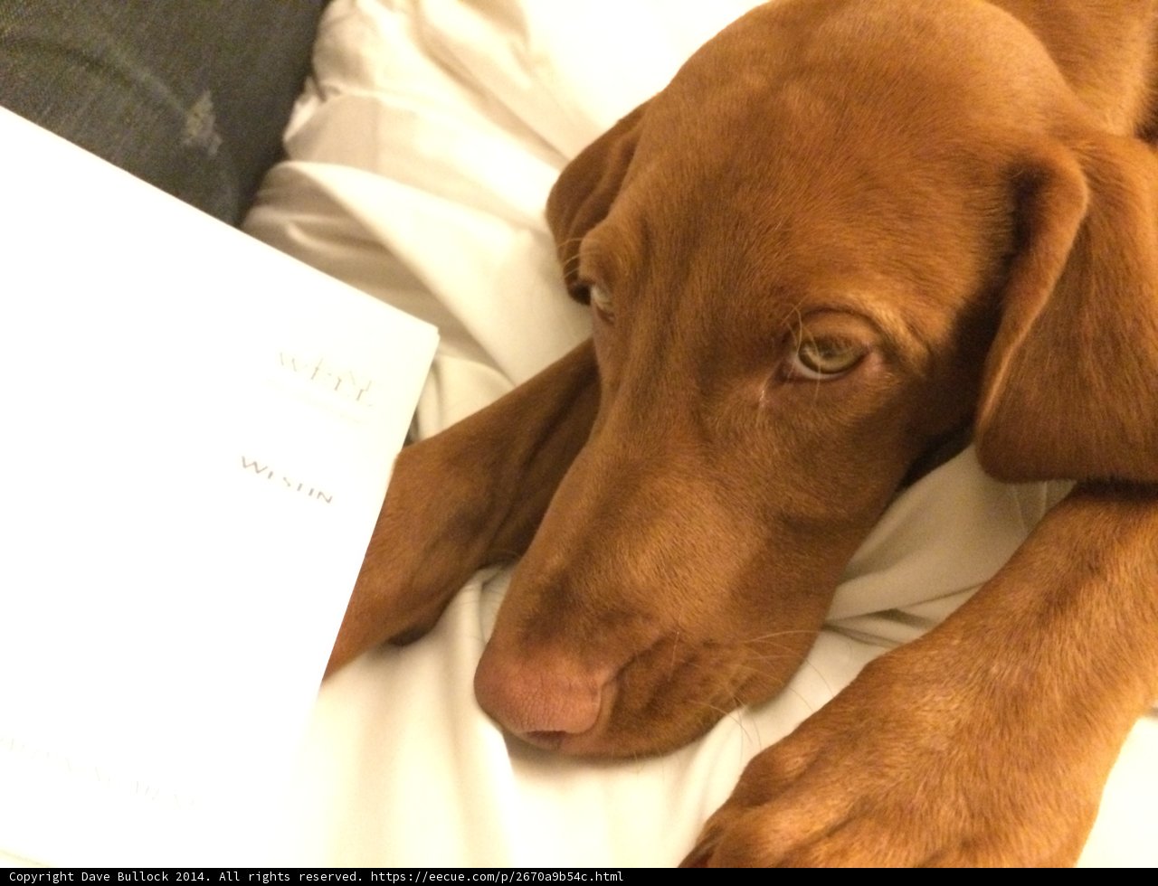Cozy Reading Buddies