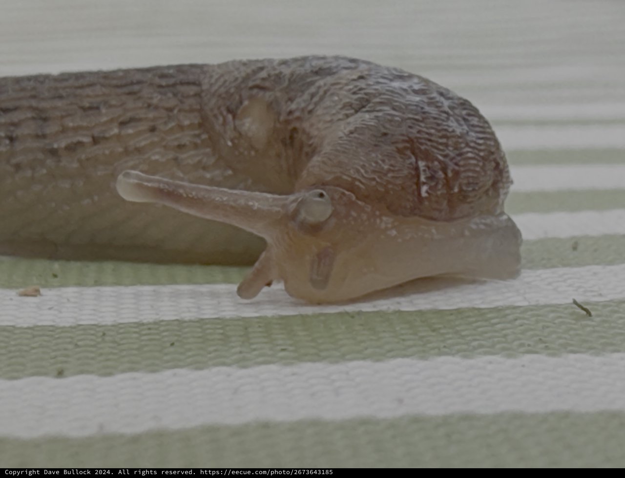 Slug Crawling on Weathered Wooden Surface