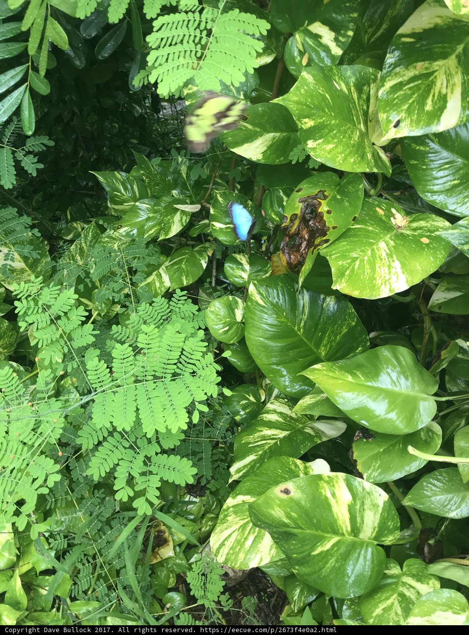 Majestic Flutterer