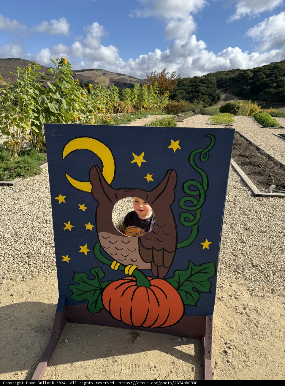 Peek-a-Boo in the Pumpkin Patch