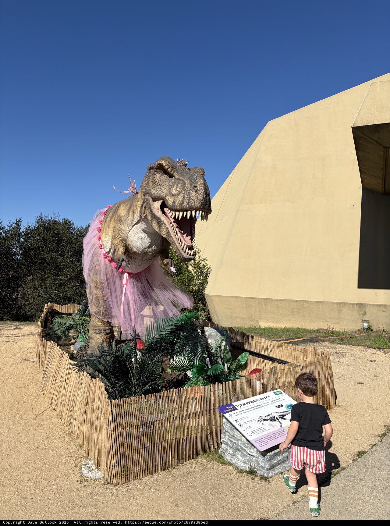 Child Encounters Life-Size T-Rex in Pink Tutu
