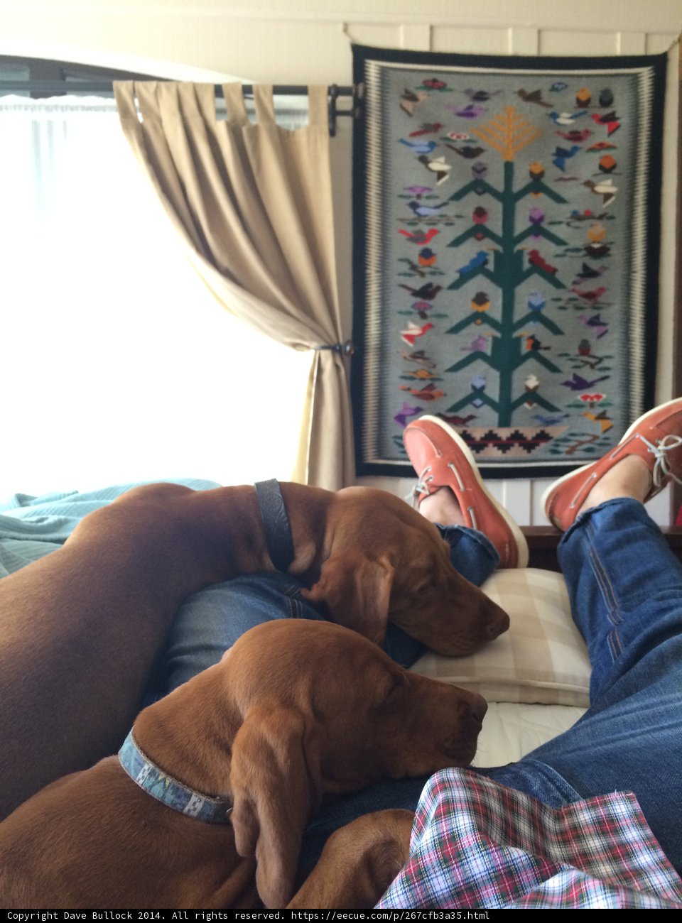 Man and Dogs Take a Nap on Cozy Couch