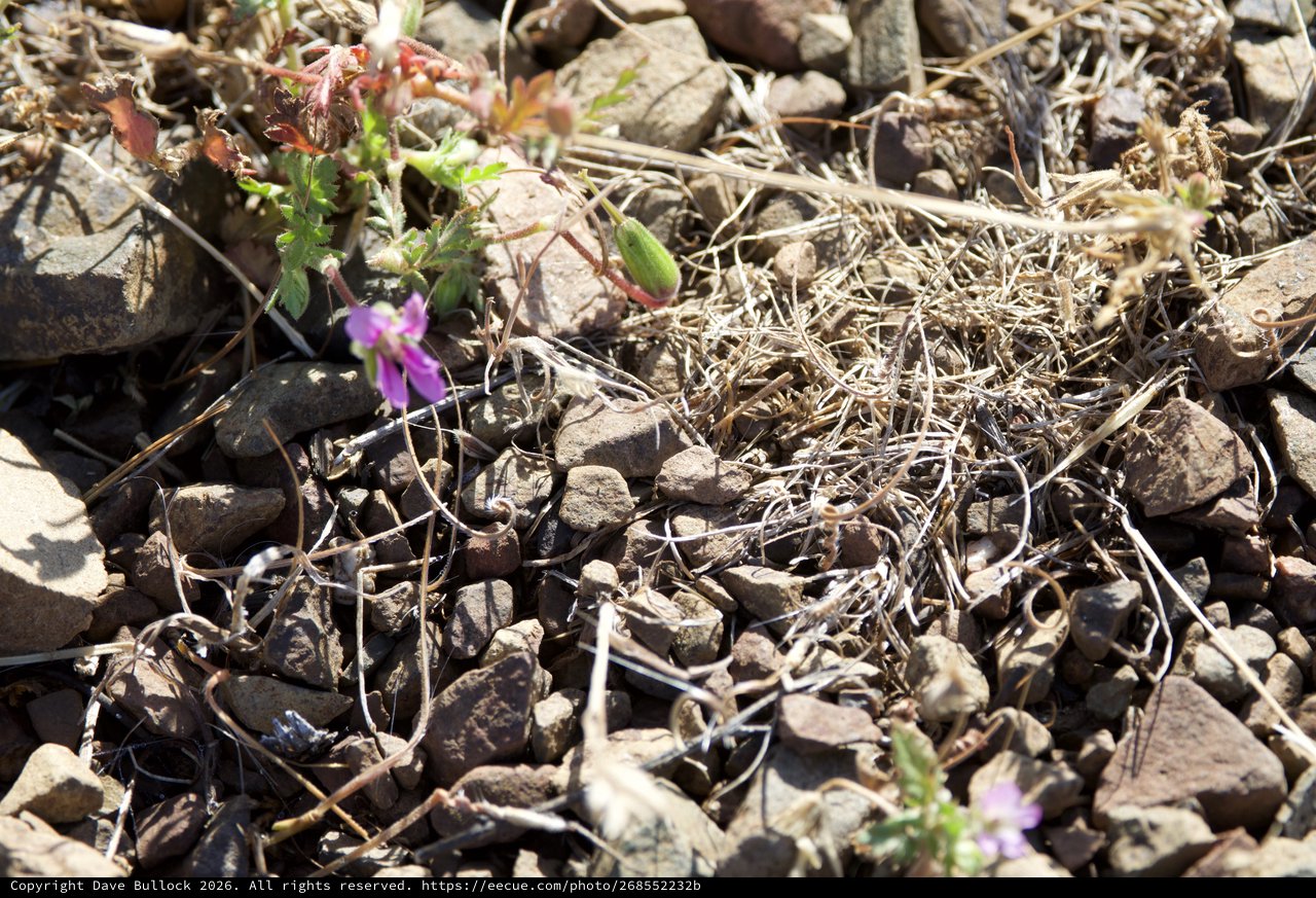 Hardy Wildflowers Persist Among Rocky Desert Terrain