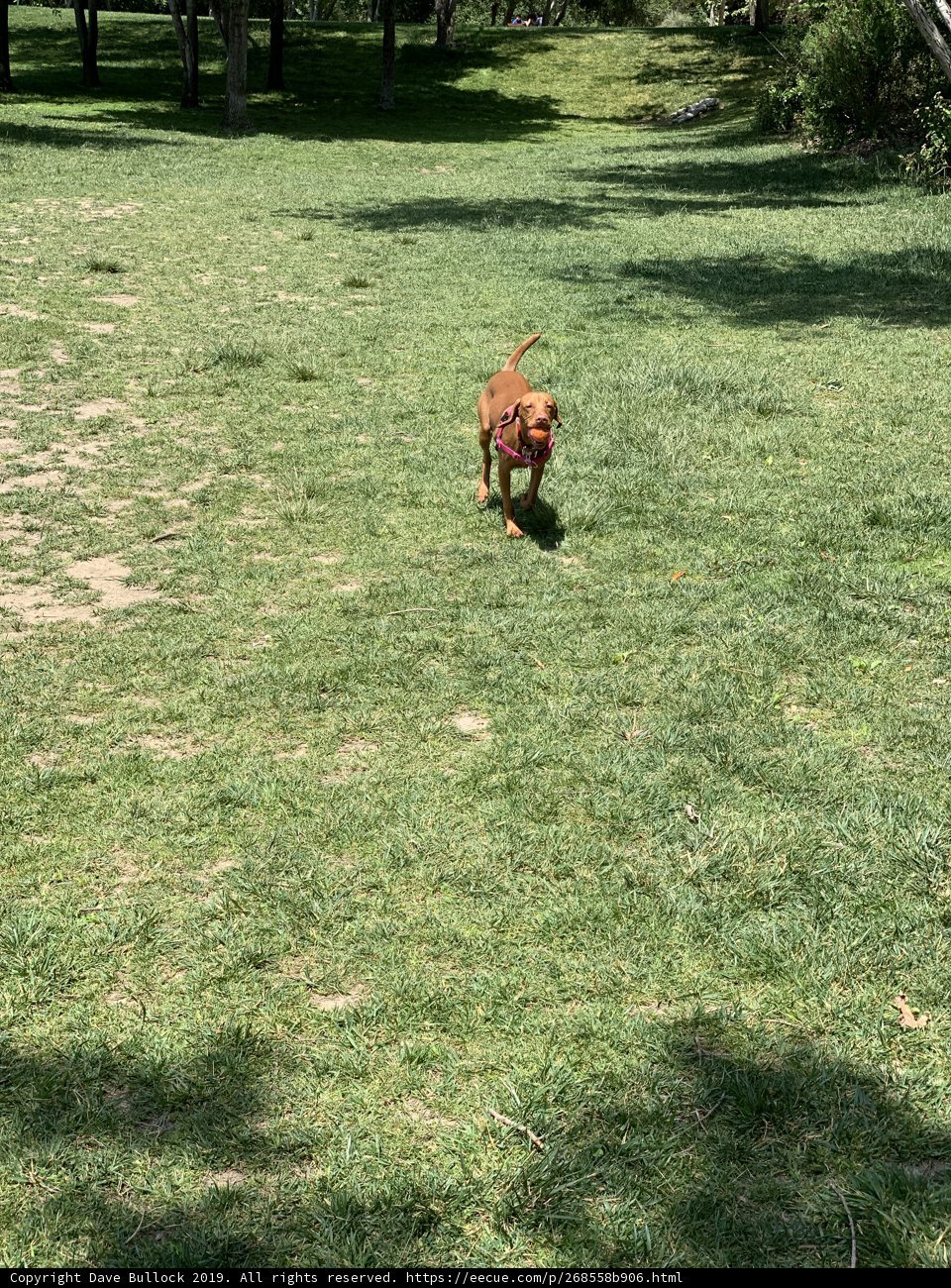 Frisbee Fun