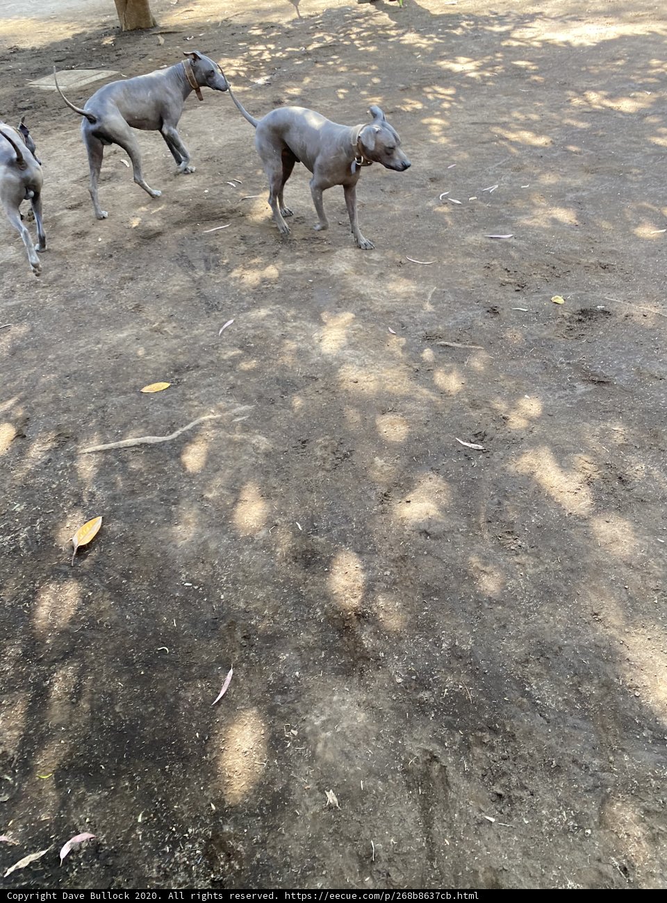 Three Grey Canines Running Wild in Xochimilco