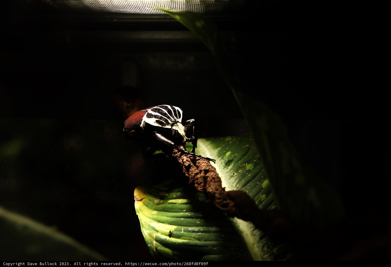 Unique Encounter: Bird Amidst the Insects