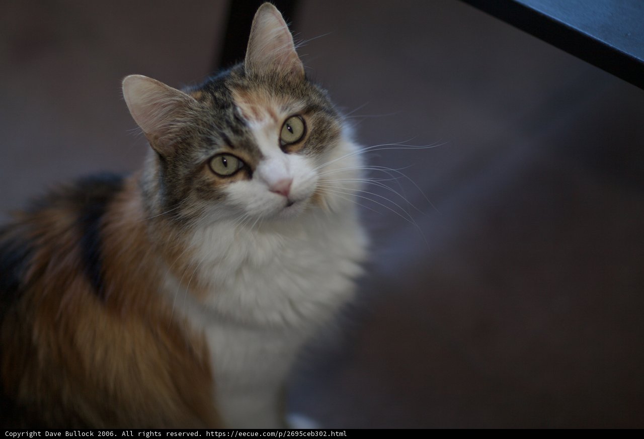 Regal Manx Cat