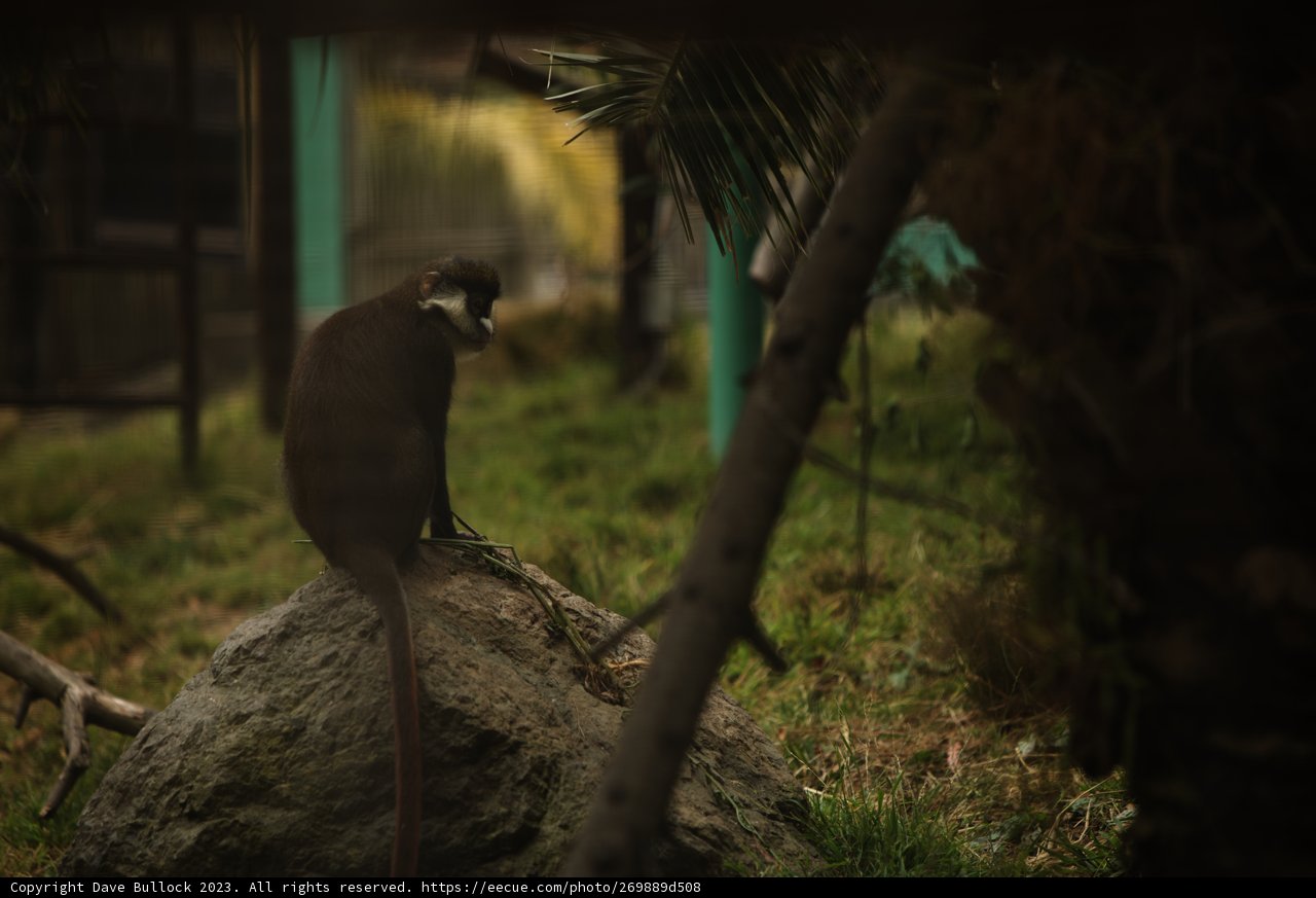 Primate Pondering at Oakland Zoo