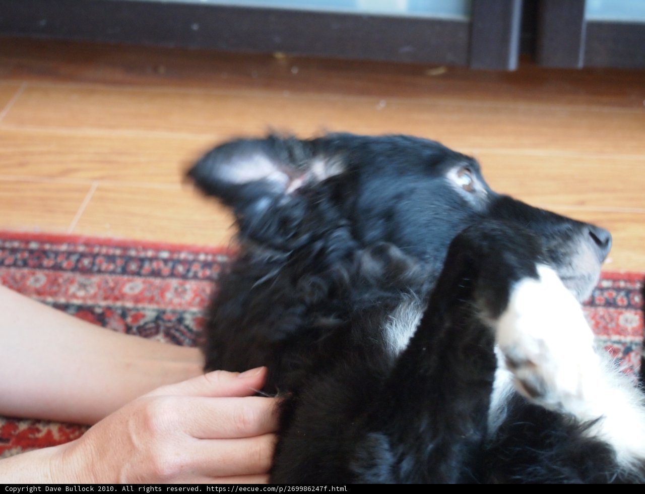 A Furry Friend on Hardwood Flooring