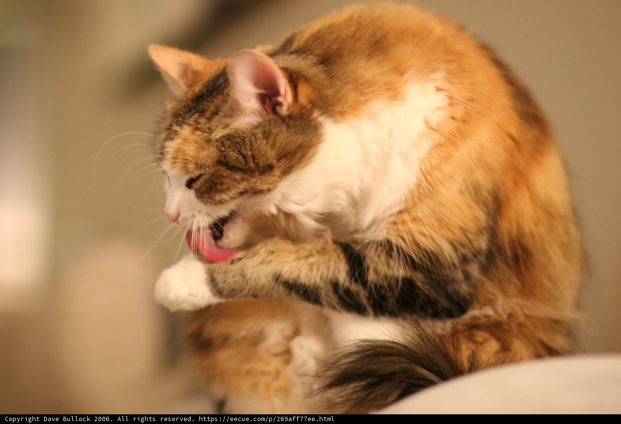 Feline Hygiene