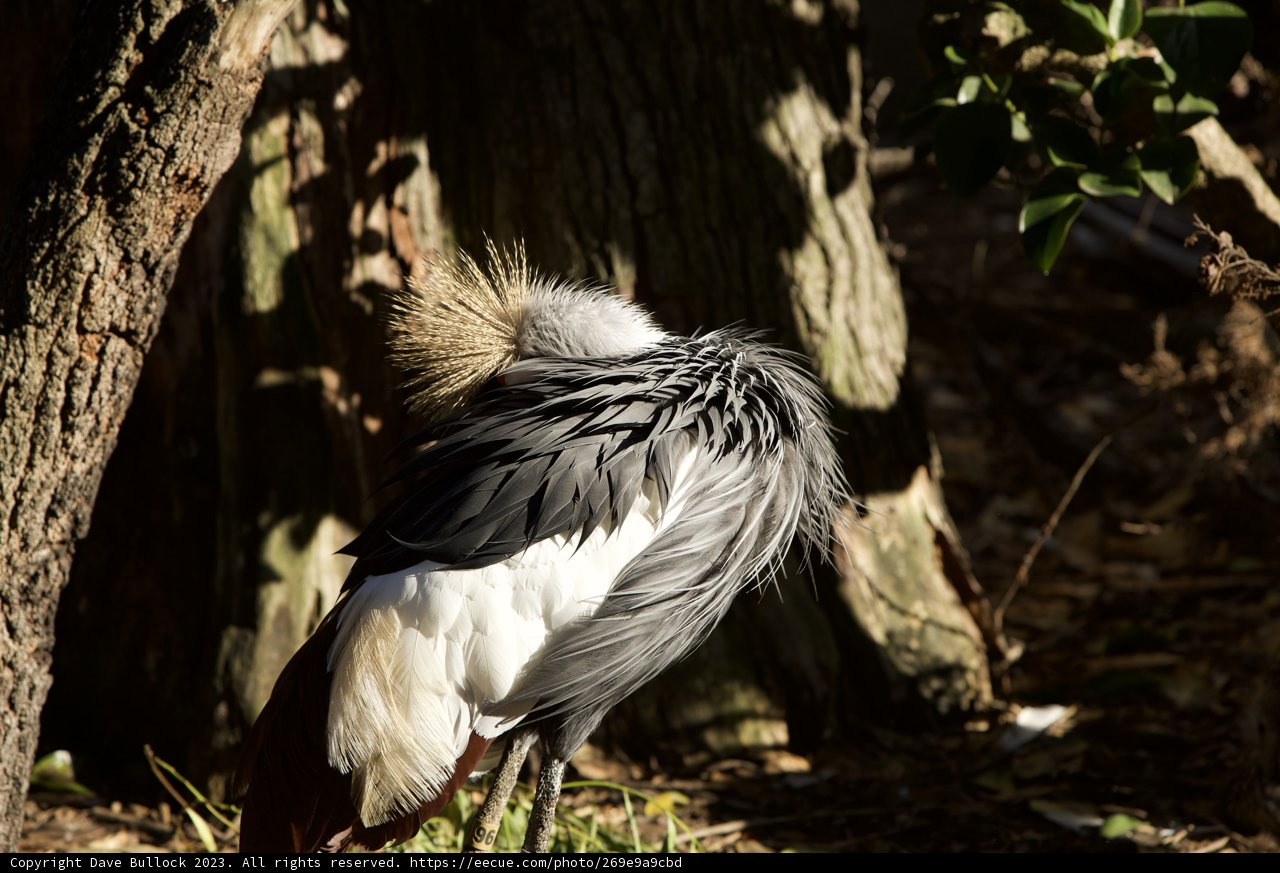 Majestic Long-Necked Wader