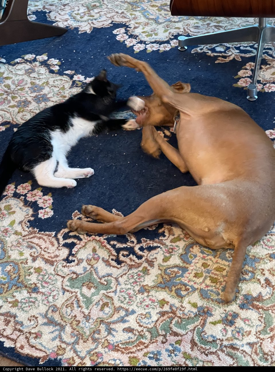Furry Friends at Play